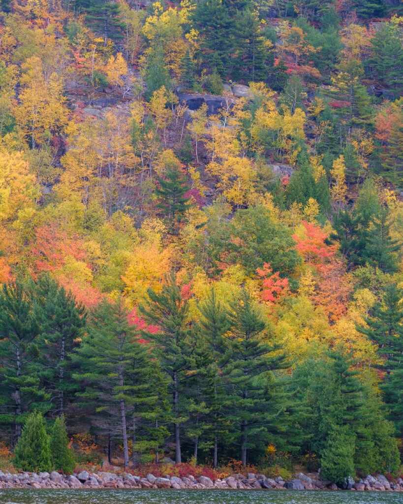 Vibrant autumn forest on gentle slope with colorful yellow orange red and green fall trees Wallpaper