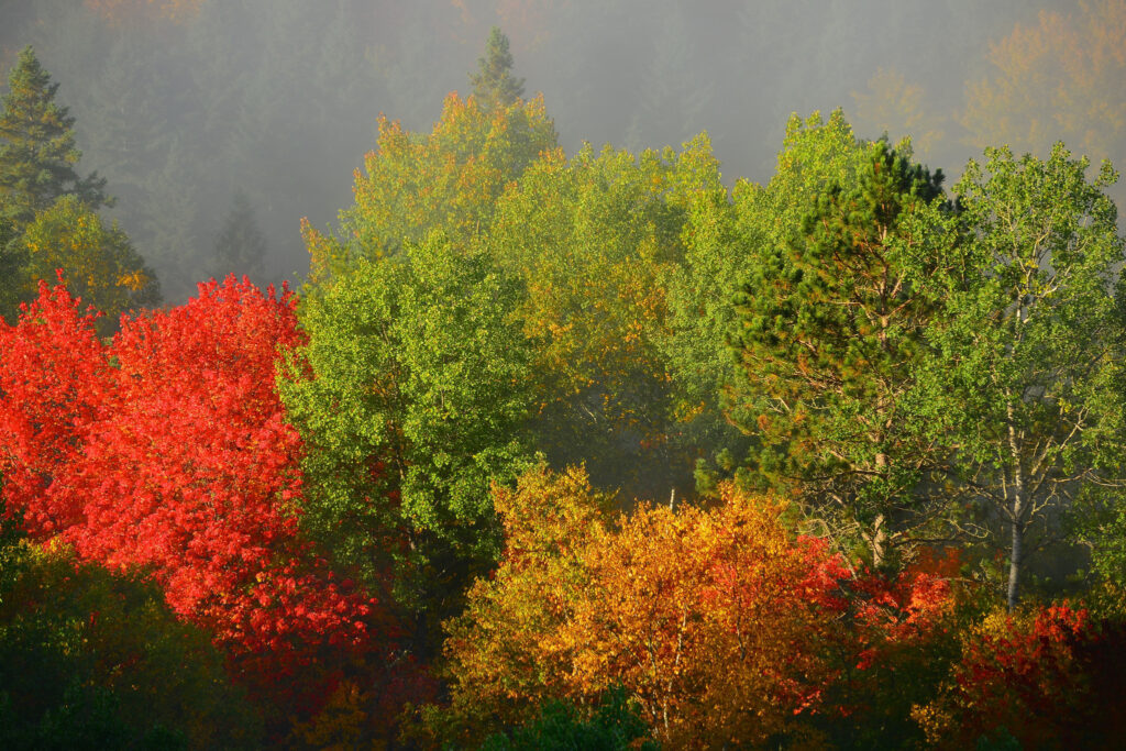 Autumn forest wallpaper with red orange green trees and soft fog creating serene seasonal scene
