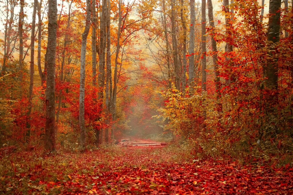 Vibrant autumn forest wallpaper with tall trees and colorful red orange yellow fall foliage background