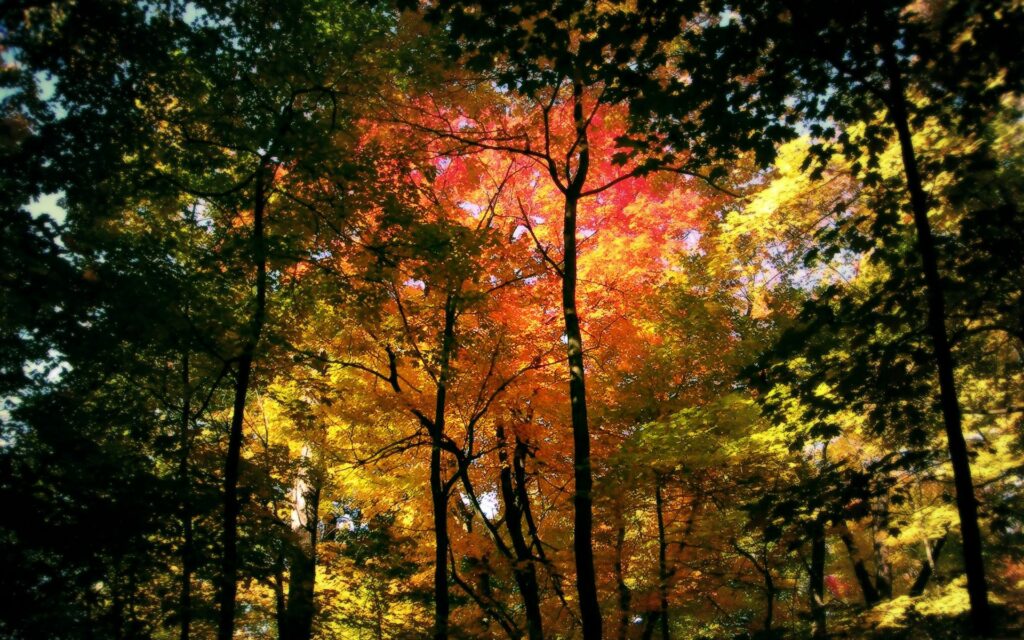 Vibrant autumn forest wallpaper with tall trees and colorful red yellow green leaves sunlight filtered