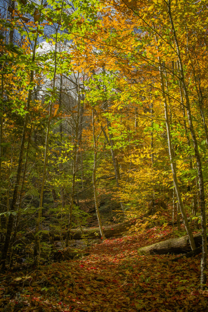 Vibrant autumn forest with golden green leaves sunlight streaming bright fallen leaf pathway Wallpaper