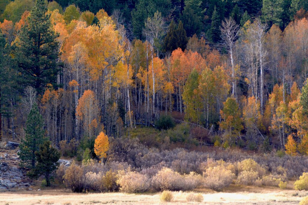 Vibrant autumn forest wallpaper with golden orange trees bushes and grassy areas in fall nature