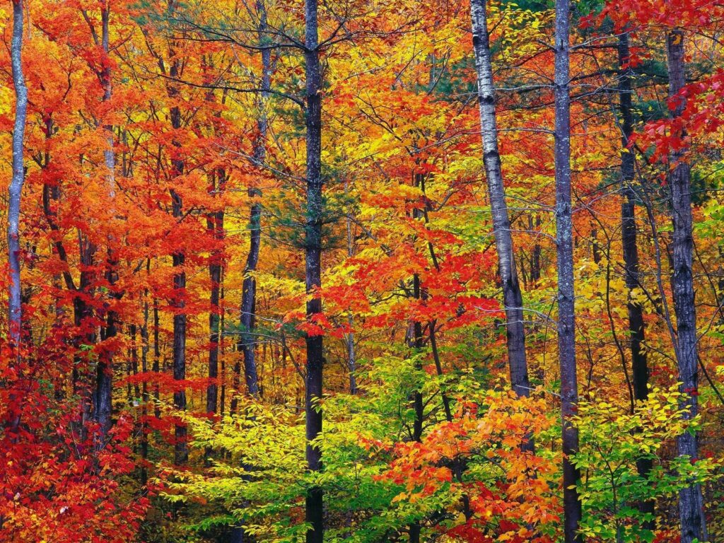 Autumn forest wallpaper with tall trees and vibrant red orange yellow leaves in painterly style