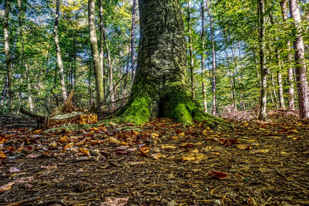 Vibrant autumn forest wallpaper with towering mossy tree roots and sunlit colorful fallen leaves