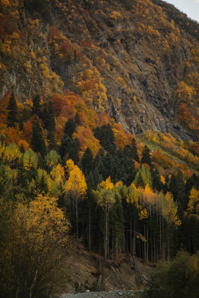 Vibrant autumn mountain forest with colorful evergreen and deciduous trees in gold orange red Wallpaper