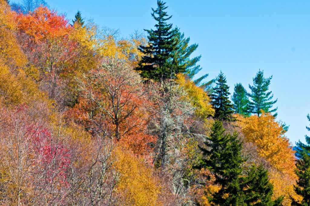 Vibrant autumn hillside with colorful trees in orange red yellow and green under clear blue sky Wallpaper
