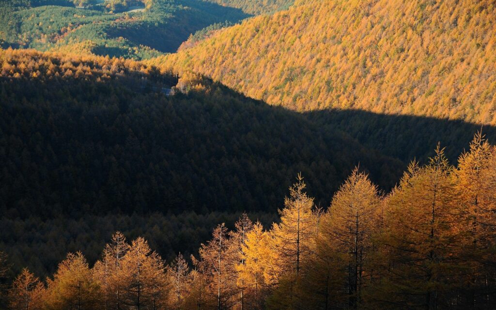 Autumn landscape wallpaper with vibrant golden orange yellow foliage and tree-covered hills view