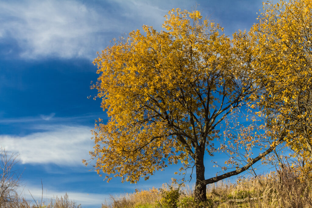 Vibrant autumn landscape with golden yellow tree leaves under deep blue sky wallpaper background
