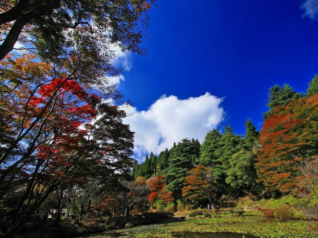 Autumn landscape wallpaper with vibrant red orange green trees under deep blue sky and white clouds