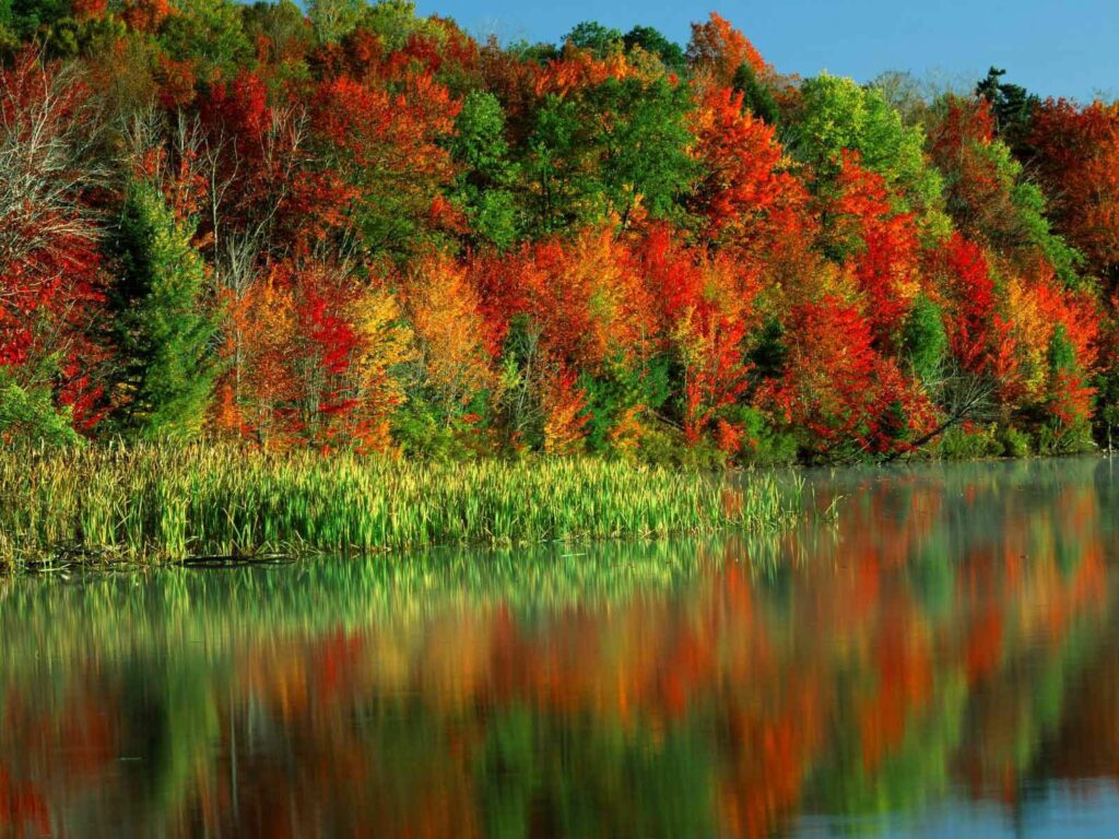 Vibrant autumn trees in red orange and green reflect on calm water with tall canes and blue sky Wallpaper