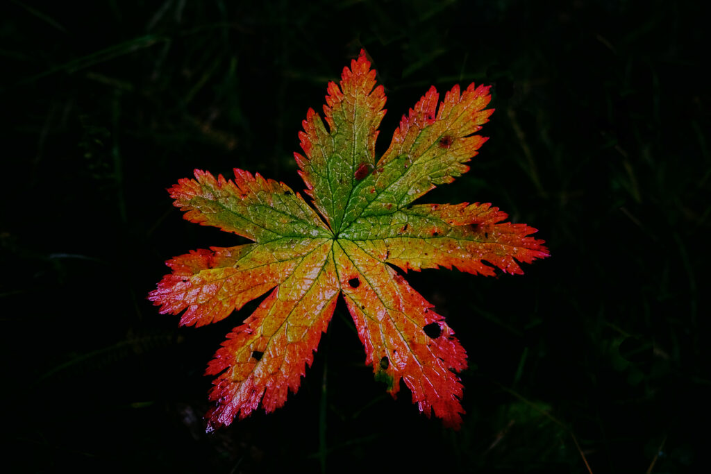 Stunning Autumn Leaf Macro - Green to Red Gradient Wallpaper