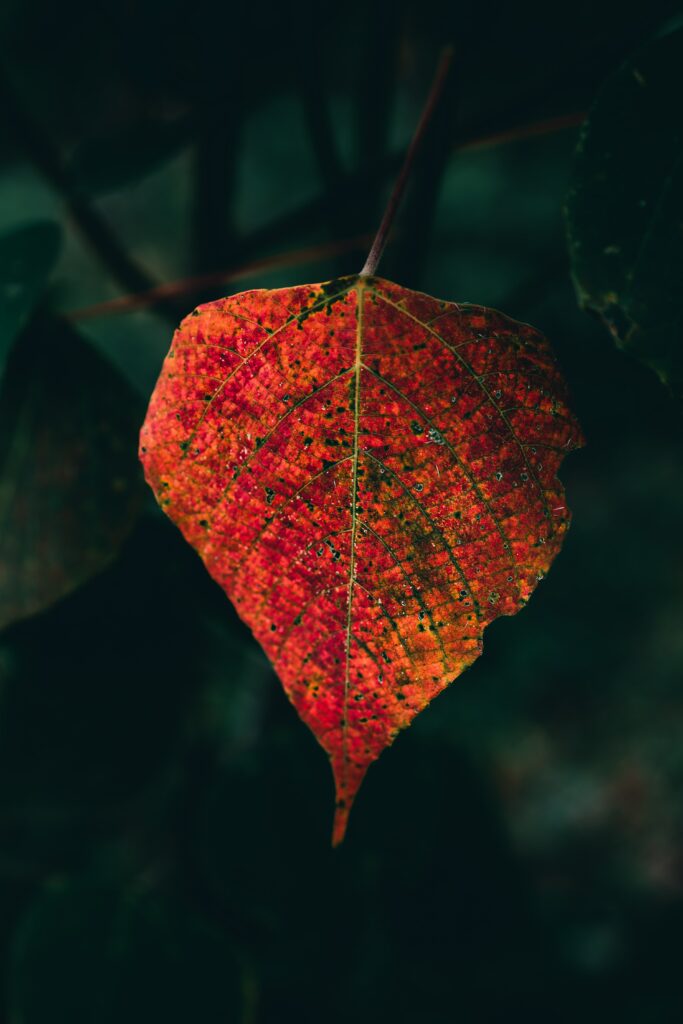 Vibrant Autumn Leaf Macro with Rich Red Shades - Wallpaper Background