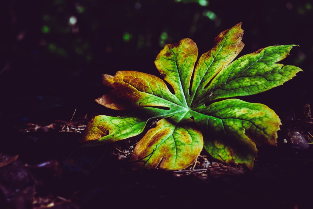 Vibrant Autumn Leaf Close-Up: Intricate Patterns & Soft Shadows Wallpaper