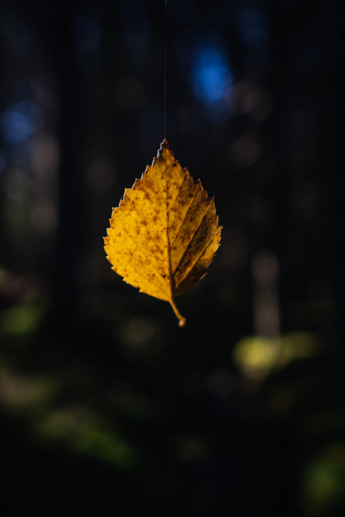 Macro Autumn Leaf on Cobweb: Vibrant Wallpaper Background