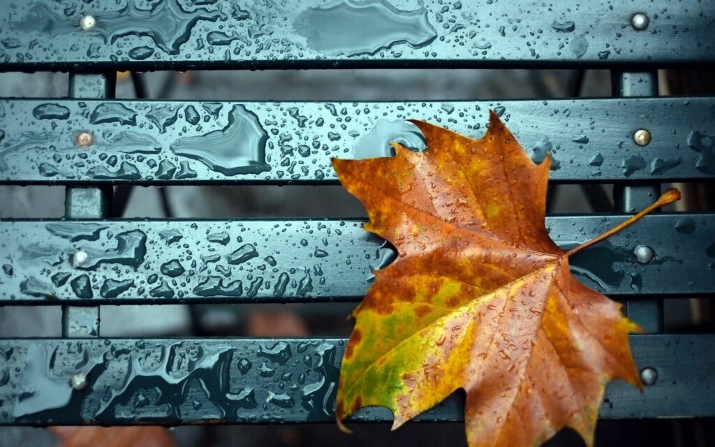 Golden Autumn Leaf on Rainy Bench - Fall Wallpaper Background