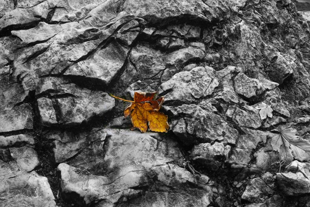 Autumn Leaf on Textured Stone - Striking Contrast Wallpaper