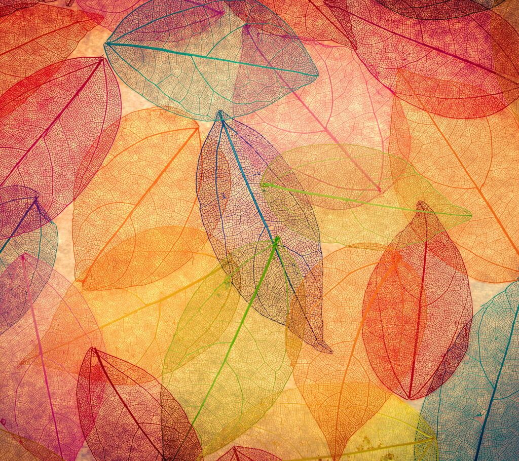 Vibrant Fall Foliage: A Stunning HD Wallpaper with Translucent Autumn Leaves