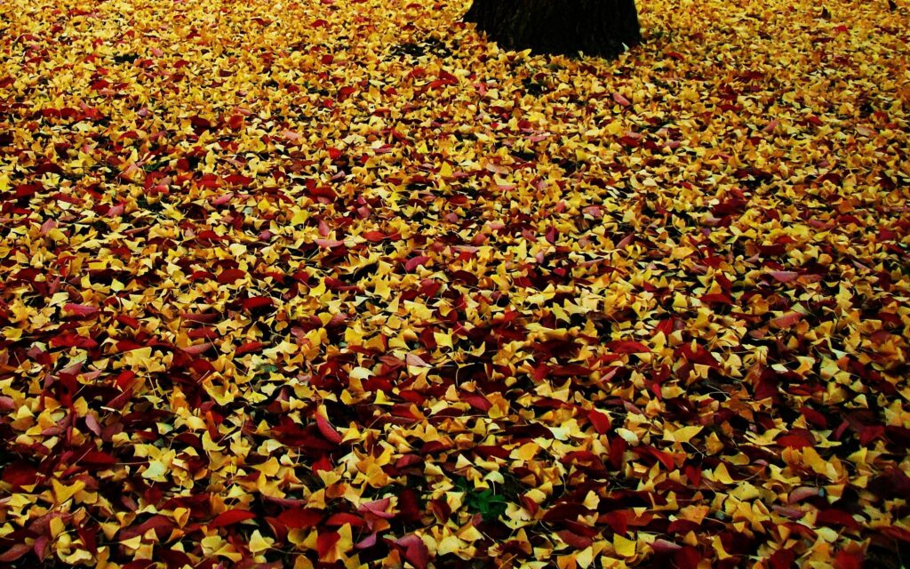 Autumn park scene with vibrant red and yellow fallen leaves covering ground around tree trunk Wallpaper