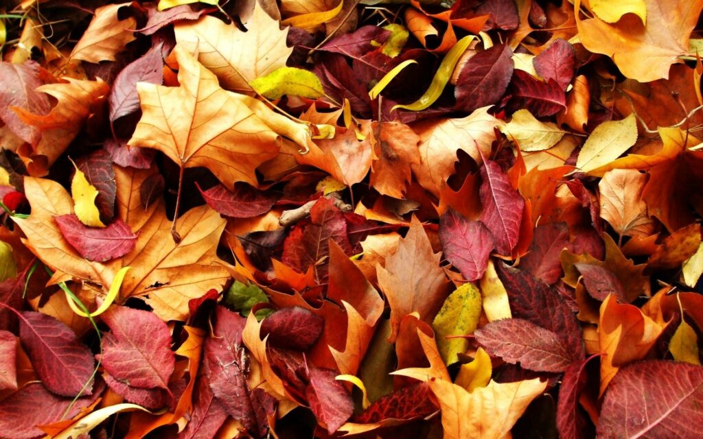 Autumn leaves carpet in red orange yellow hues showcasing vibrant fall nature wallpaper background