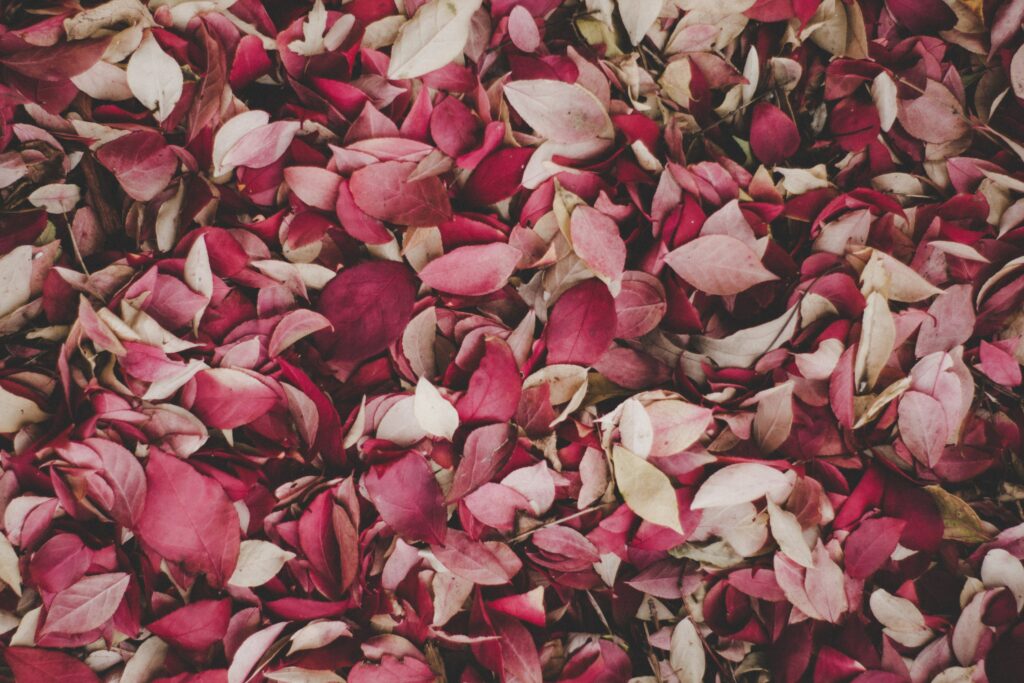 Close-up of vibrant red pink and cream autumn leaves scattered for fall wallpaper background