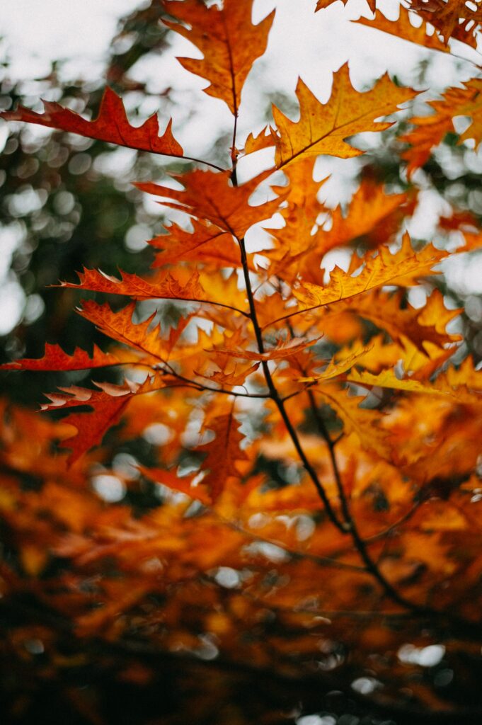 Close-up of vibrant yellow and orange autumn leaves on branch with blurred natural background Wallpaper