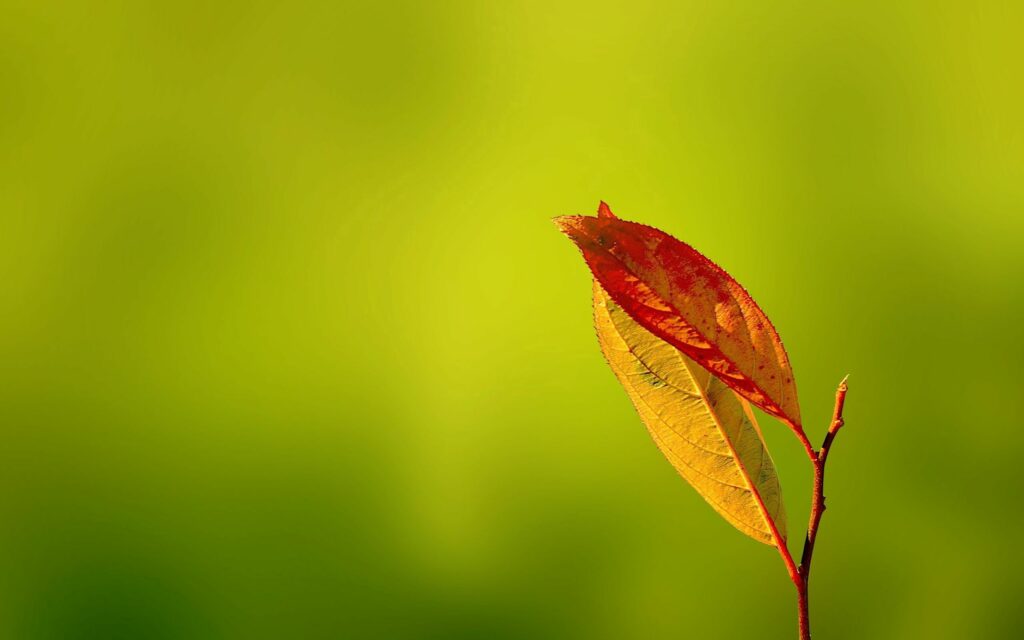 Autumn Leaves Close-Up: Warm Colors on Soft Green Wallpaper
