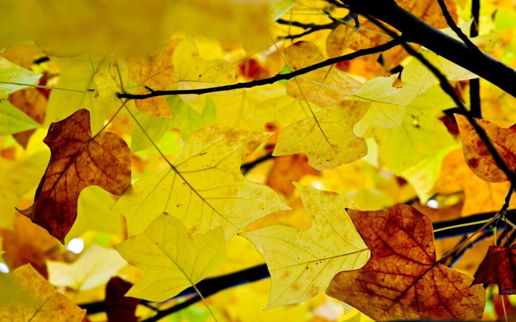 Close-up of vibrant yellow and brown autumn leaves with dry textures and delicate branches Wallpaper