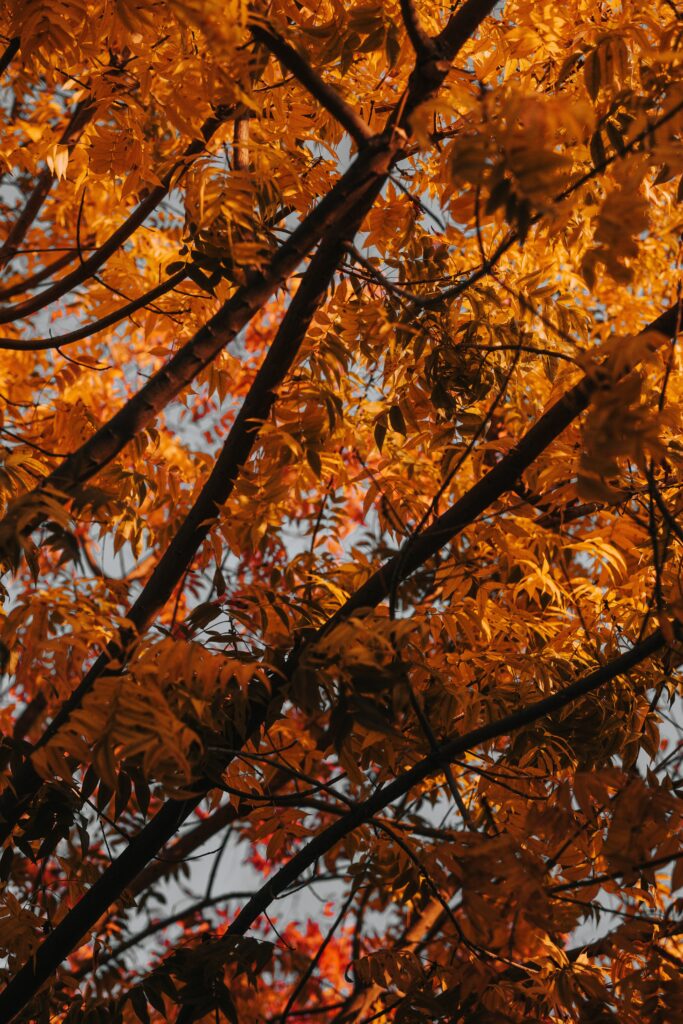 Close-up of vibrant orange and gold autumn leaves on tree branches for fall wallpaper background