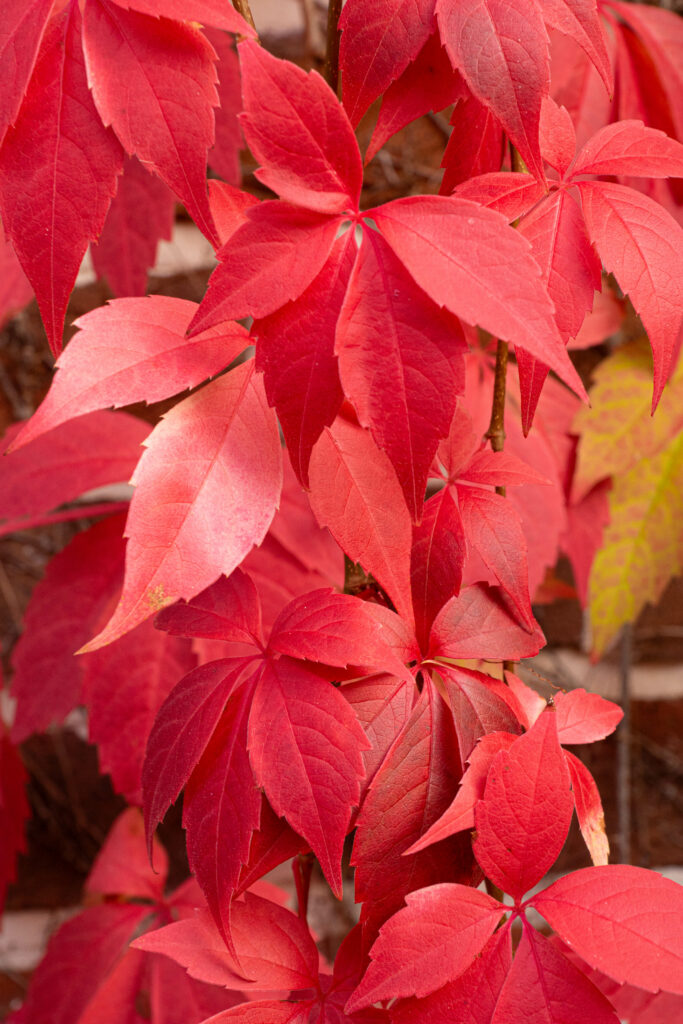 Vibrant Red Autumn Leaves Wallpaper in Sharp Focus - Fall Essence