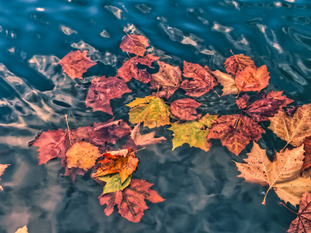 Serene Autumn Wallpaper: Macro Vibrant Leaves on Calm Water