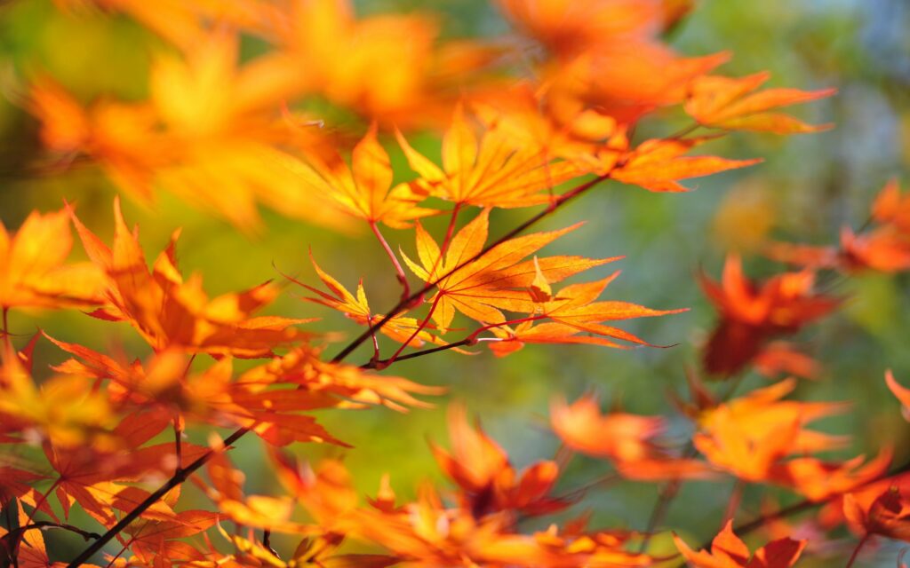 Vibrant Autumn Leaves Wallpaper: Fiery Orange Close-Up Background