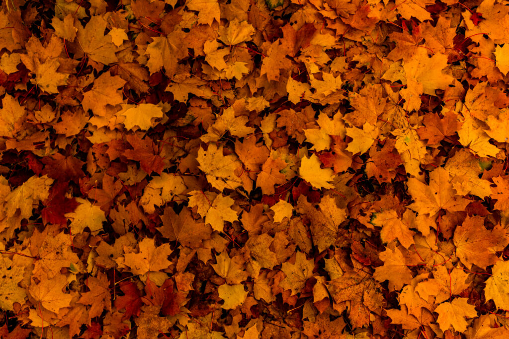 Autumn leaves wallpaper with vibrant yellow and orange fall foliage natural background texture