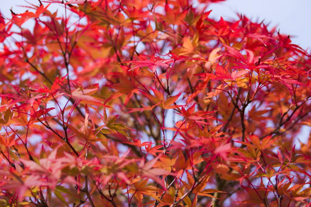 Vibrant red and orange autumn leaves on delicate branches against soft sky high-resolution wallpaper