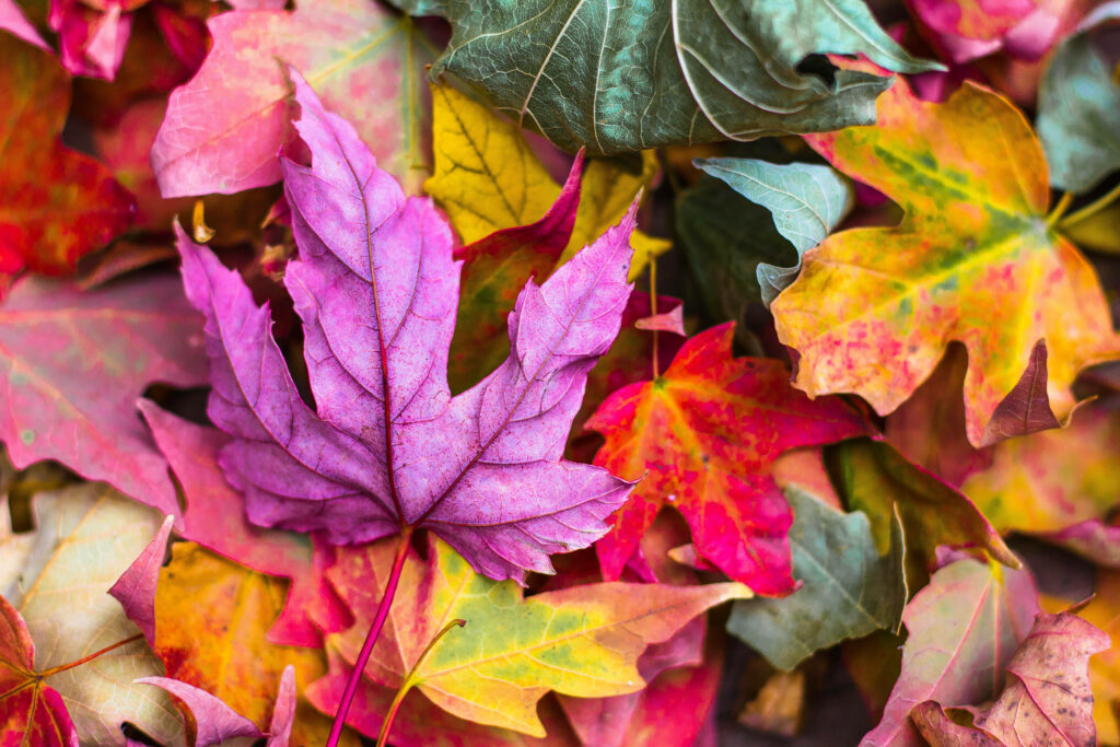 Vibrant Autumn Leaves Wallpaper: Rich Colors for Fall Background