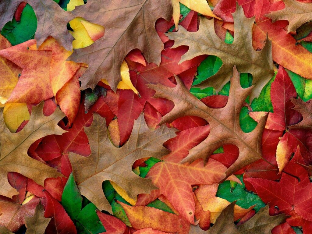 Vibrant autumn leaves wallpaper with rich red orange yellow green and brown natural texture pattern