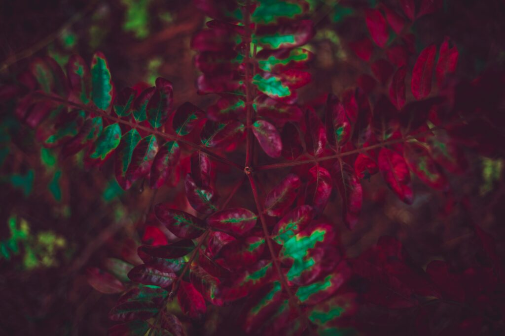 Vibrant Autumn Leaves Wallpaper: Rich Textures in Red & Green