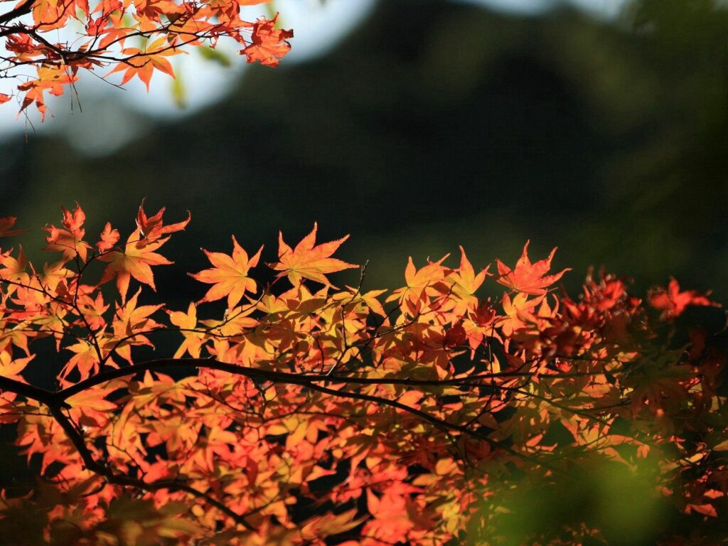 Vibrant Autumn Leaves Wallpaper with Soft Sunlight in Dark Forest
