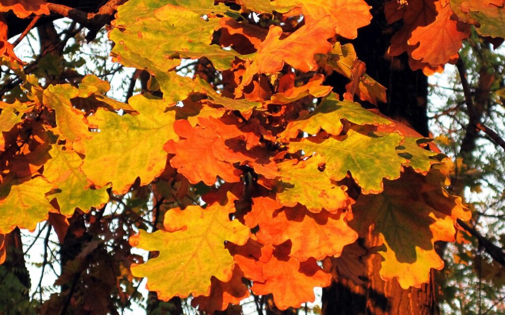 Autumn leaves wallpaper with orange yellow and green foliage and sunlight filtering through branches