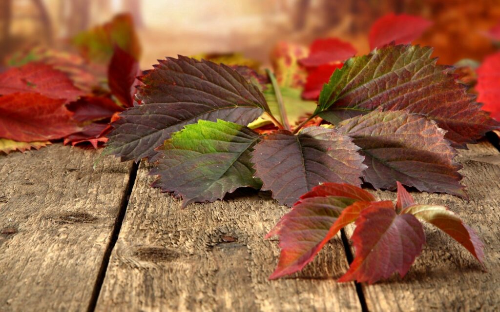 Vibrant Autumn Leaves on Rustic Wood: Serene Fall Wallpaper Background
