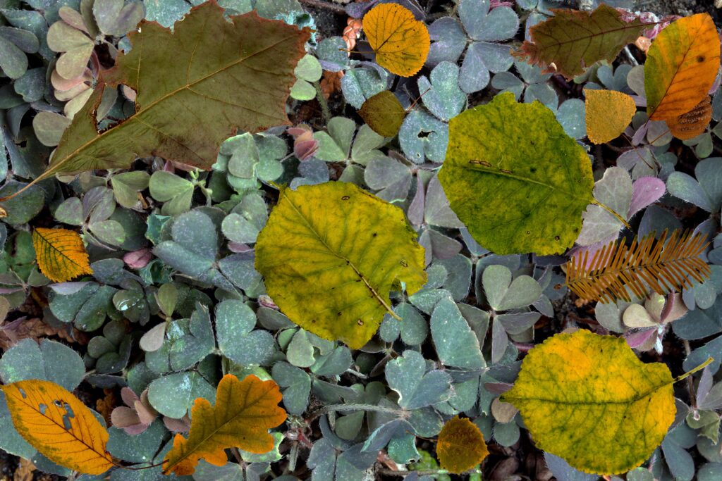Autumn wallpaper with yellow brown green fallen leaves ferns and textured clover leaf background