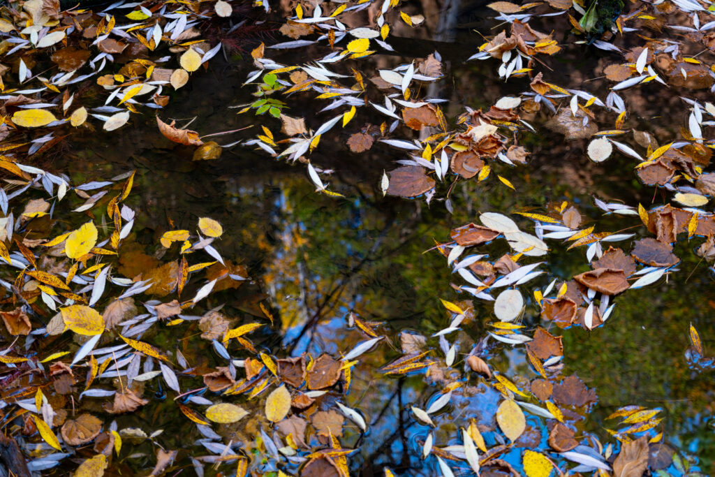 Autumn Leaves Reflected in Puddle - Nature's Vibrant Wallpaper