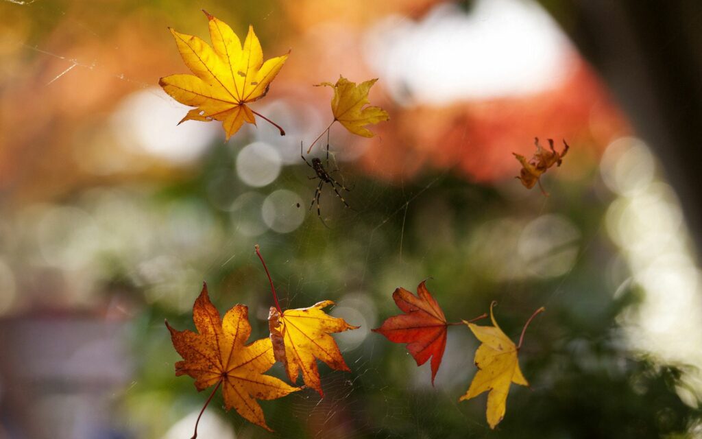 Macro Beauty: Spider Web with Autumn Leaves Wallpaper Background
