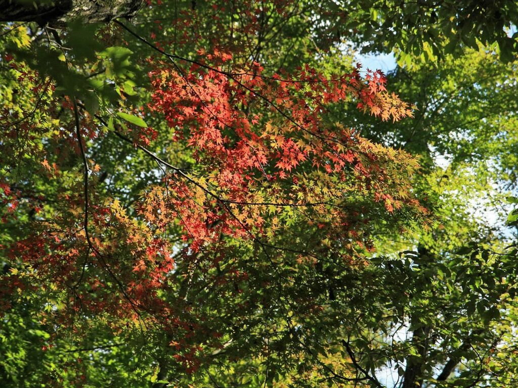 Realistic autumn wallpaper with sunlit tree branch showcasing vibrant red and green leaves