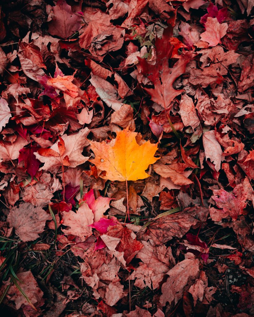 Vibrant autumn macro of yellow maple leaf among red brown leaves and green grass background Wallpaper