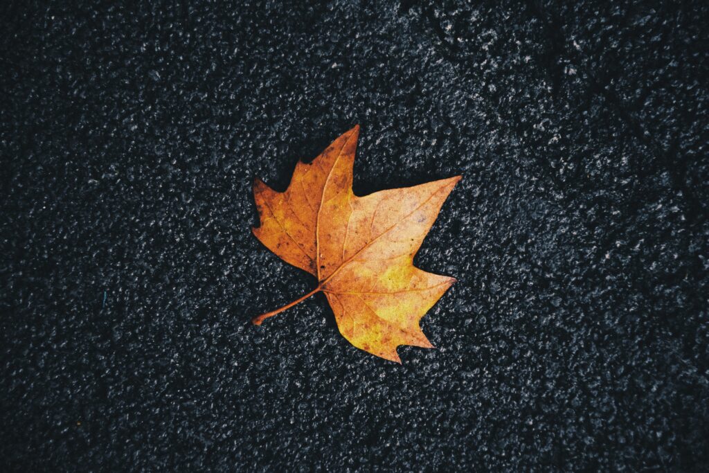 Vibrant Autumn Maple Leaf on Dark Surface - Stunning Wallpaper Background