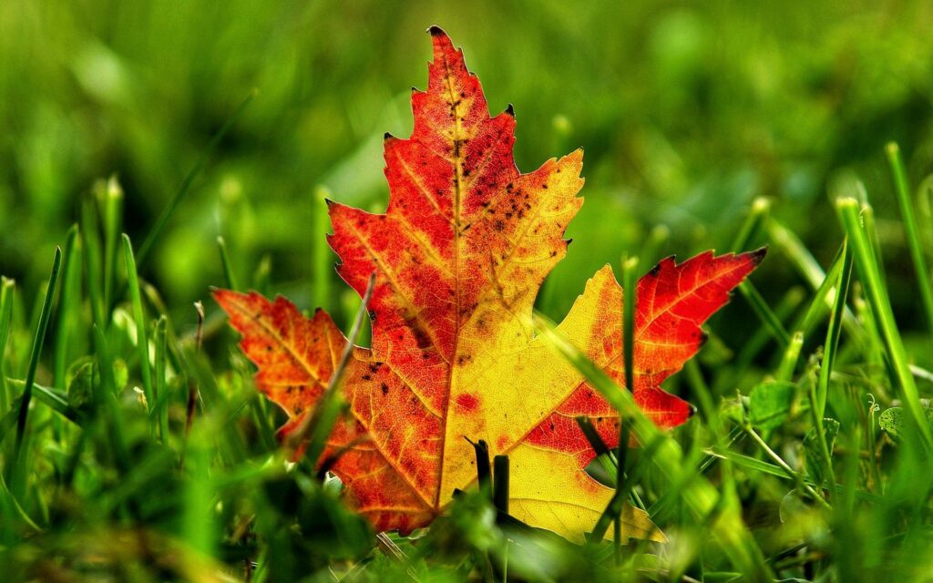 Vibrant autumn maple leaf in red yellow and orange on lush green grass seasonal fall contrast Wallpaper