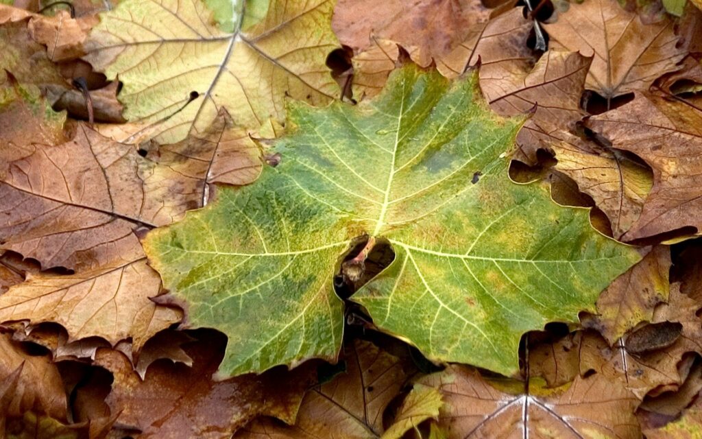 Close-up of vibrant autumn maple leaves in yellow green and brown showcasing fall textures Wallpaper