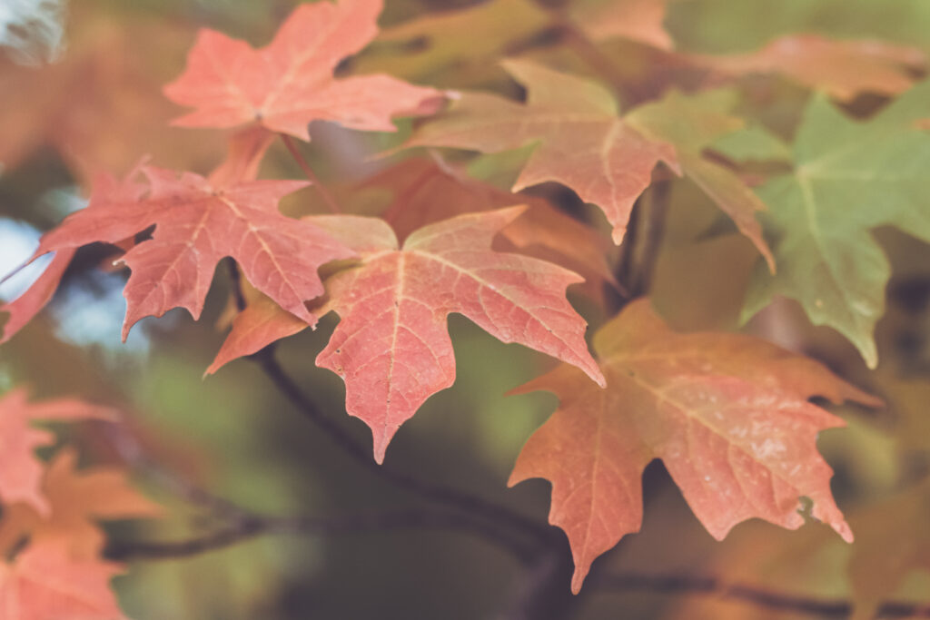 Vibrant Autumn Maple Leaves Macro Photo - Serene Wallpaper Background