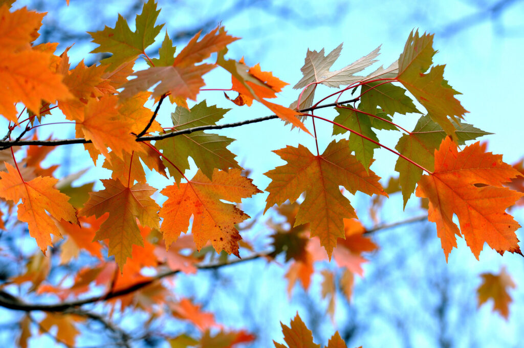 Vibrant autumn maple leaves in orange and red hanging from branches against blue sky wallpaper