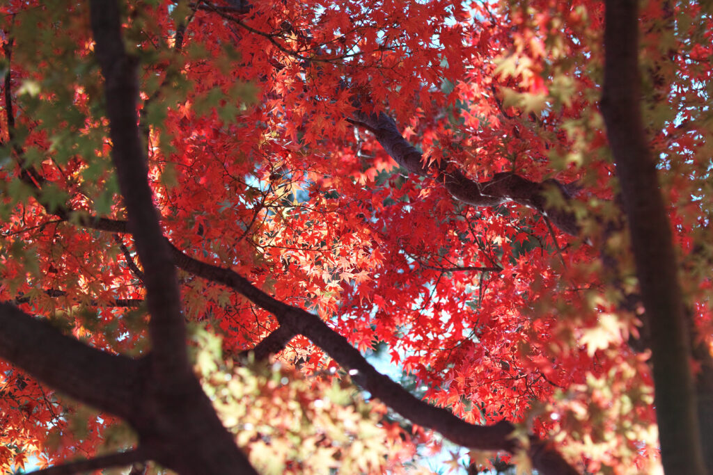 Vibrant red and orange autumn maple leaves framed by dark branches against soft blue sky wallpaper